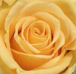 母の日　花の贈り物　カーネーション　バラ　ガーベラMother's Day Flower Gift Carnation Rose Gerbera