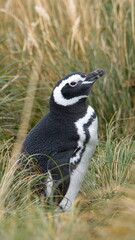 Obraz premium Magellanic penguin (Spheniscus magellanicus) in the grass at Gypsy Cove in Stanley, Falkland Islands