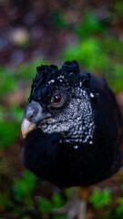 black bird from the mexican jungle with blurred background