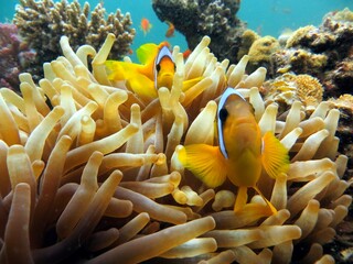 Clown fish and anemone of the red sea