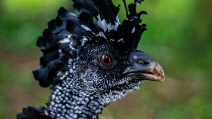 black bird from the mexican jungle with blurred background