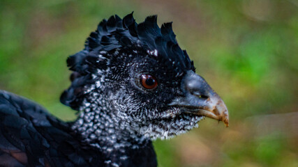 black bird from the mexican jungle with blurred background