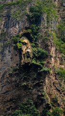 cliff wall with moss and nature