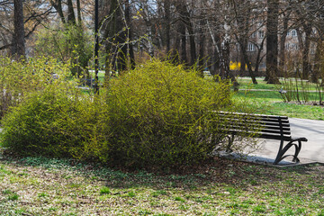 Green bush in early spring in the rays of sunlight near a wooden bench in a city park in Krakow, Poland