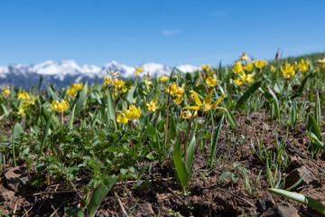Glacier Lilies blooming above Hells Canyon, with the Seven Devils Mountains in the background, and blue sky (Erythronium grandiflorum)