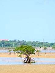 干潮時のマングローブ
