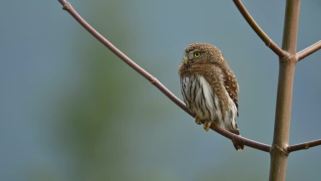 Northern pygmy owl (Glaucidium californicum) aka (Glaucidium gnoma) perching on a branch in British Columbia, Canada