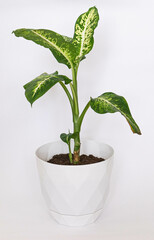 House Plants with Pot in white background