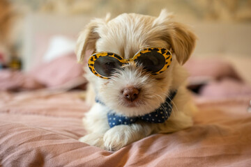 Cute Young Havanese Maltese Puppies wearing accessories