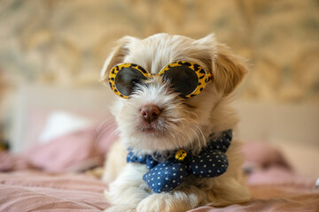 Young Havanese Maltese cute puppies posing