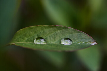 dew on leaf