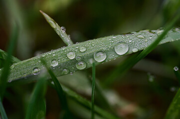water drops on a grass