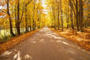 Obraz premium Country Road in Autumn
