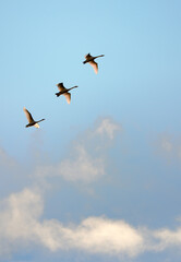 Three swans in flight against evening blue sky, Outer Hebrides, Scotland.