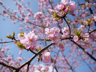 Kawazu cherry blossoms at Yashado, Godo Town, Gifu Prefecture