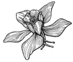 aquilegia flower vector image, black and white graphic flower bloom, tattoo, embossing, logo, tag