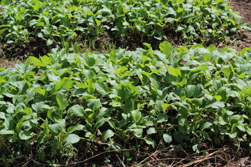 mustard plants traditionally owned by local farmers