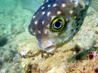 puffer fish of red sea