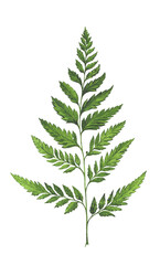 watercolor illustration of green fern twig isolated on white background, decor element, botanical illustration