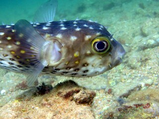 puffer fish of red sea