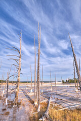 Dead trees in Yellowstone Portrait