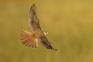 hawk in flight