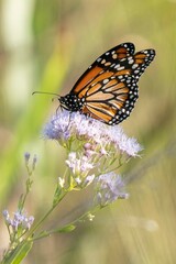 butterfly on a flower