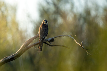 hawk in the forest