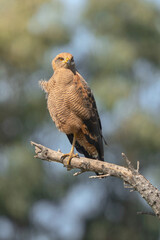 red hawk