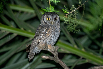 great grey owl