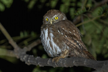 grey owl