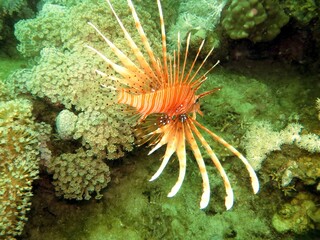 lionfish of red sea 