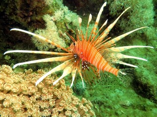 lionfish of red sea 