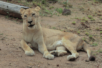 Lioness