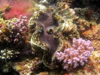 Giant clam of the red sea
