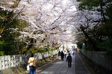 Cherry blossoms