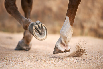 Trotting along.... Cropped images of a horses hooves while trotting. - obrazy, fototapety, plakaty