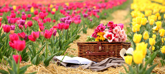 Wicker basket, plaid, book and bouquet of flowers in tulip field