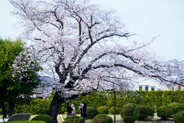 Cherry blossoms