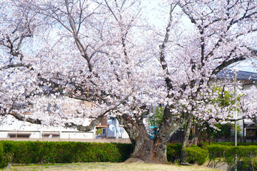 Cherry blossoms