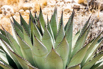 Black Needles On The Tip of Agave Plant