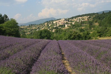 Fototapeta na wymiar lavender fields at senanque abbey, france