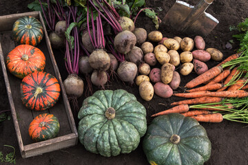 Organic different vegetables background. Autumn Harvest of fresh raw carrot, beetroot, pumpkin and...
