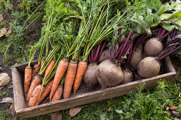Beetroot and carrot autumn harvest in wooden box on grass in garden close up. Fresh raw organic ...