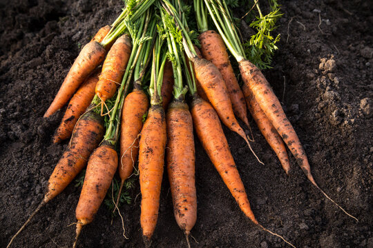 Bunch of organic dirty carrot harvest in garden on ground in sunlight