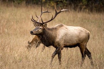 Bull Elk Patrols Dry Grass Field