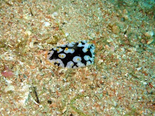 Nudibranch of red sea