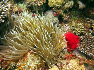 Naklejka na ściany i meble clown fish anemone