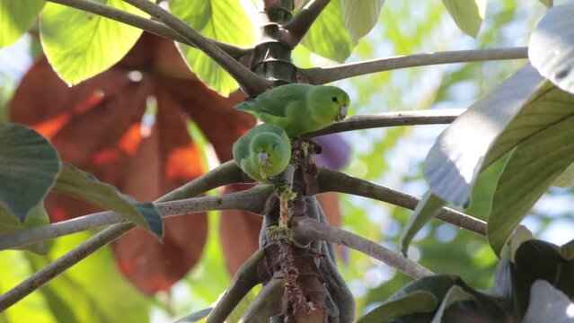 Blue-winged Parrotlet
