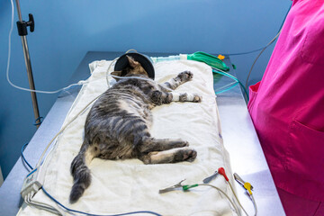 Sedated cat with an oxygen mask